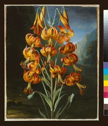Lilium Superbum, namalowany dla R. J. Thorntona „Świątynia Flory, ok. 1798”